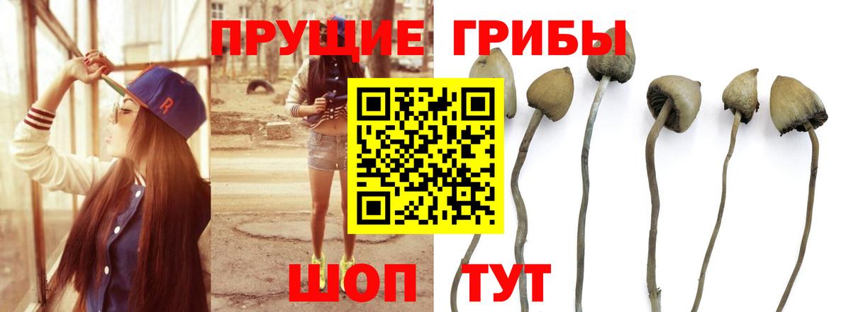Галлюциногенные грибы мицелий  купить наркоту  Алексеевка  Вход с VPN 